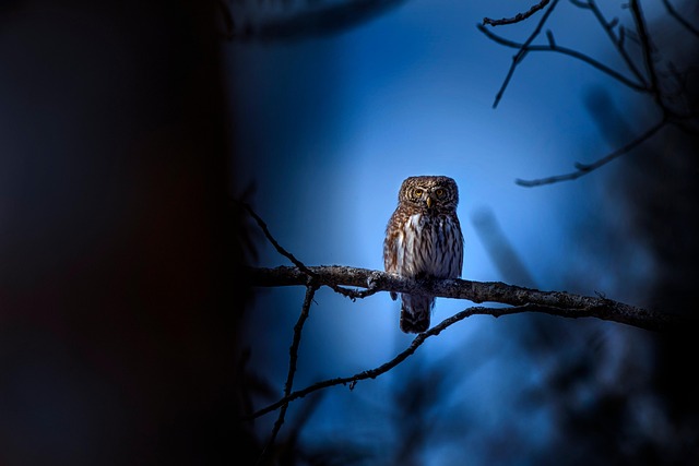 birdwatching-640x480-52029829.jpeg