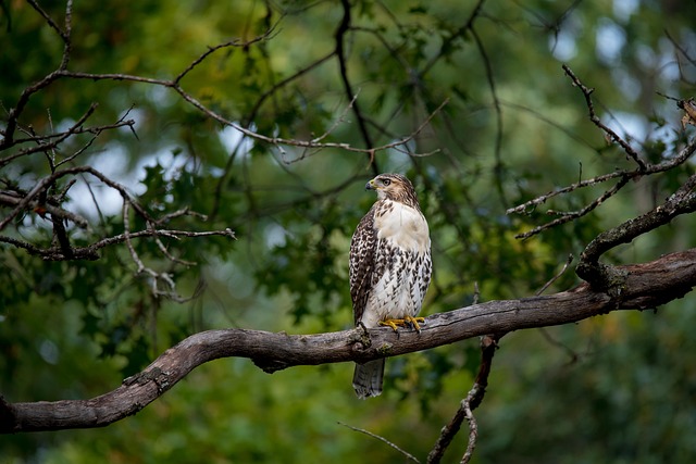 birdwatching-640x480-67278480.jpeg