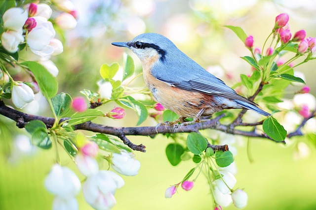 birdwatching