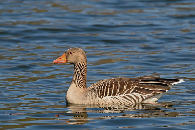 birdwatching-640x480-7847298.jpeg