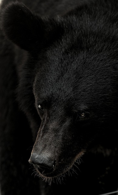 black-640x480-18943921.jpeg