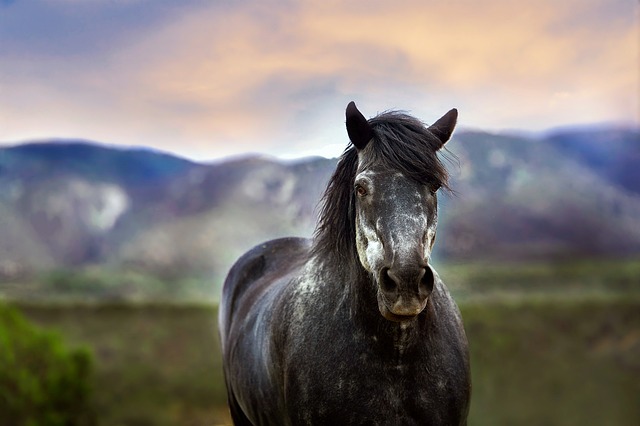 black-640x480-49794213.jpeg