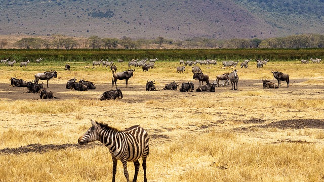 conservation