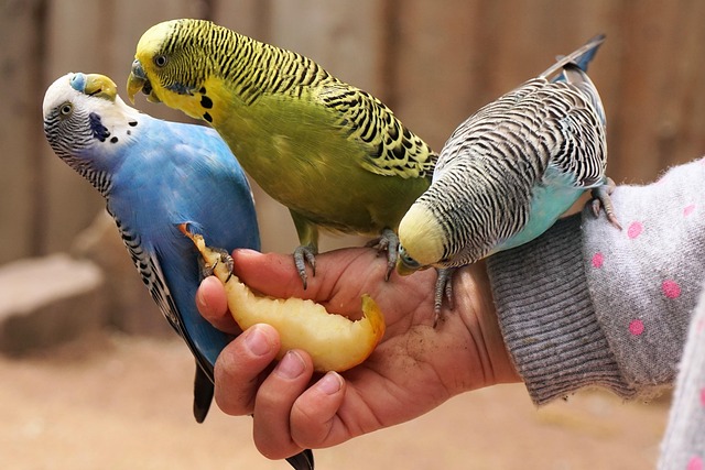 dispute