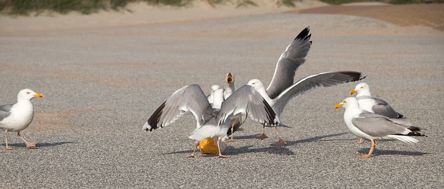 dispute