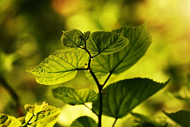 ecofriendly-640x480-35971234.jpeg