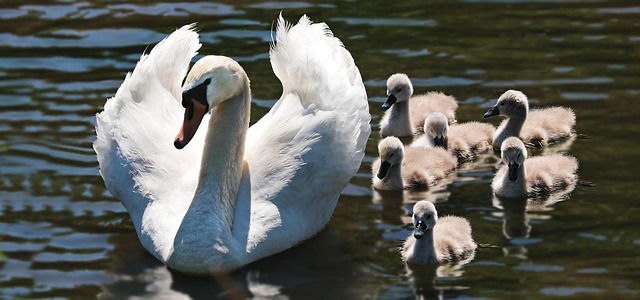 Grandparent Rights Oregon: Legal Guide & Resources