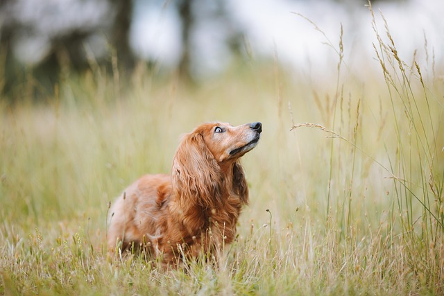 field-640x480-38641852.jpeg