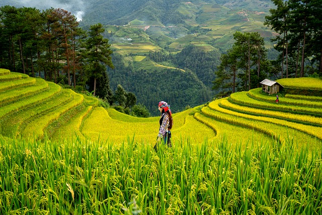 field