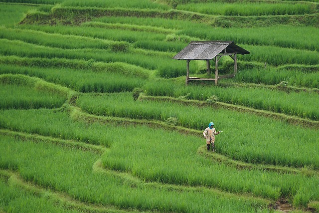 field-640x480-7194727.jpeg