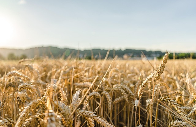 field-640x480-98694866.jpeg