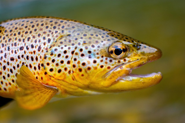 River Wildlife: Lakeside Sunsets’ Captivating Vantage Points