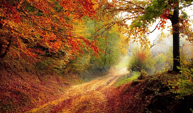 forest