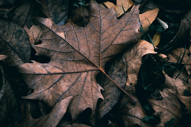 Forest