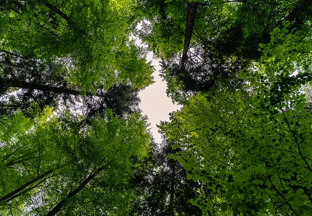 forest-640x480-36585373.jpeg