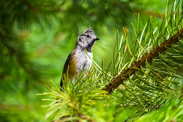 Forest