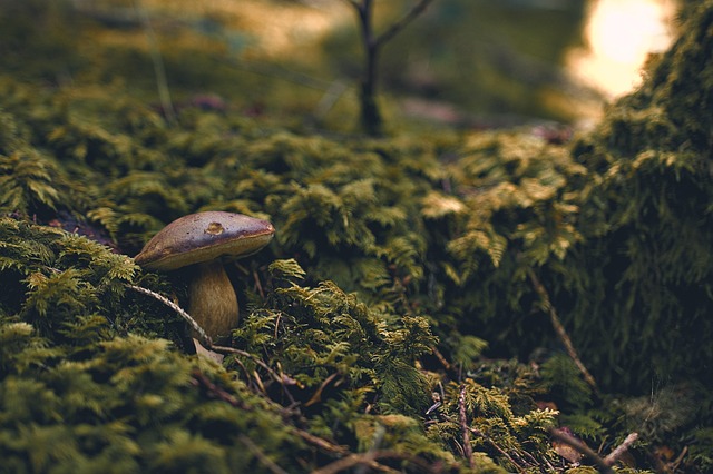 forest