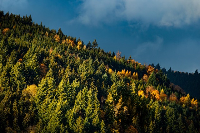 forests