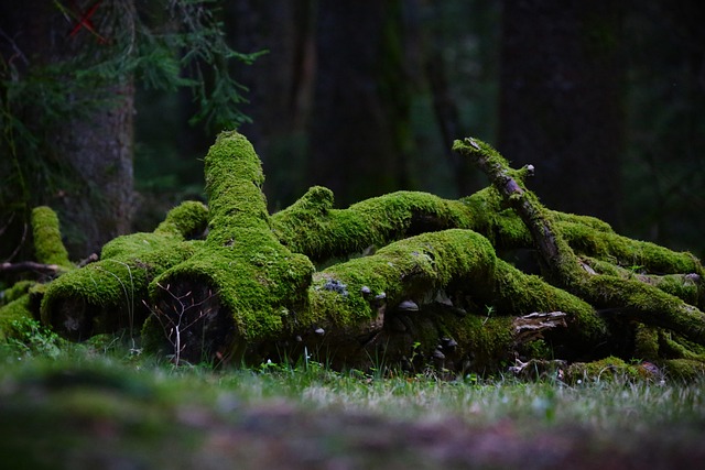 forests-640x480-48894097.jpeg