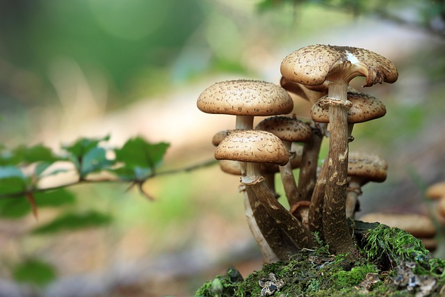forests-640x480-48963643.jpeg