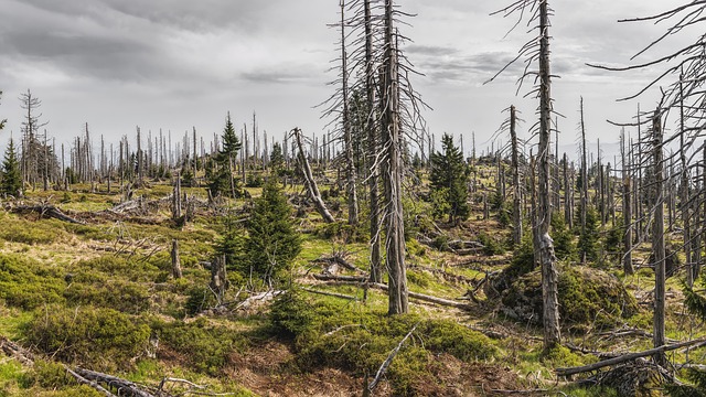 forests
