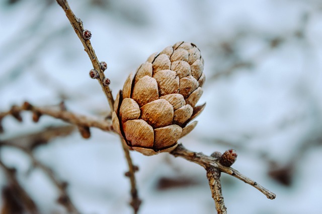 frost