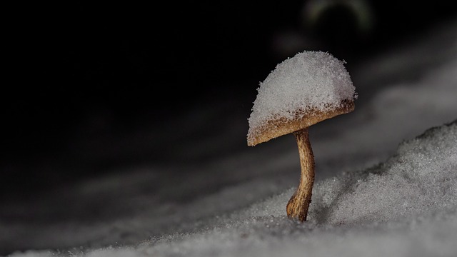 fungus-640x480-68666817.jpeg
