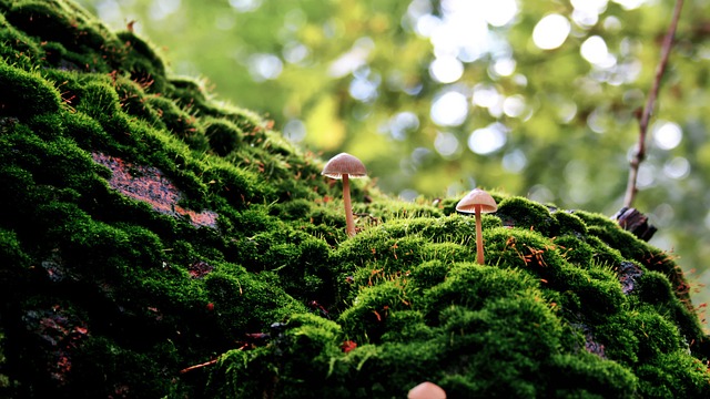 fungus