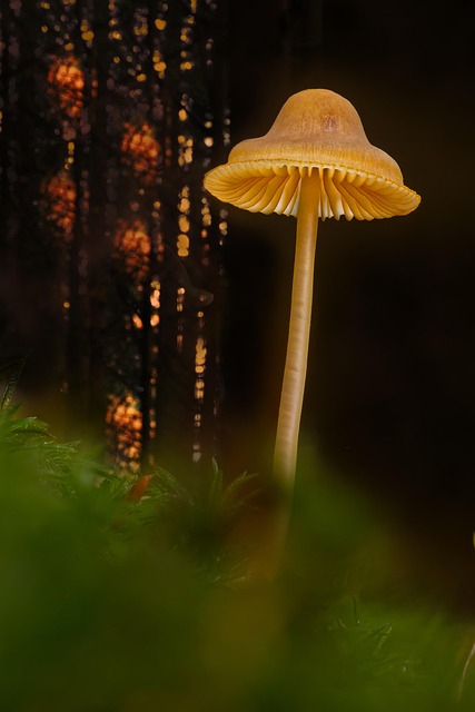 fungus-640x480-99467612.jpeg