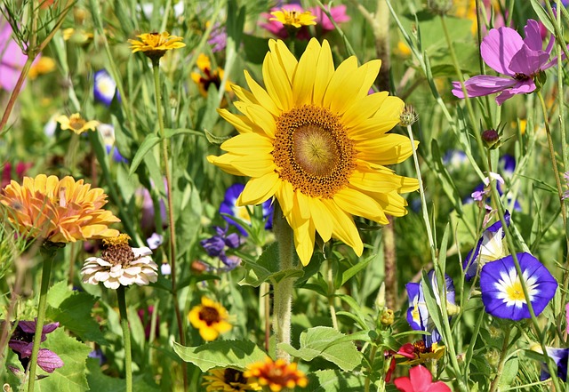 gardens-640x480-34464397.jpeg