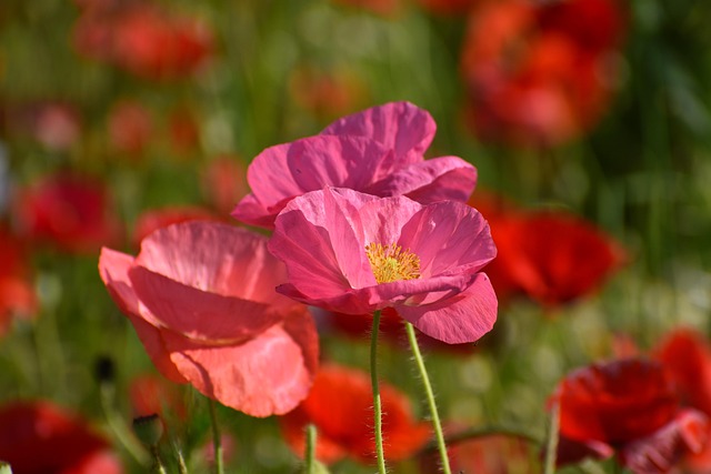 Gardens