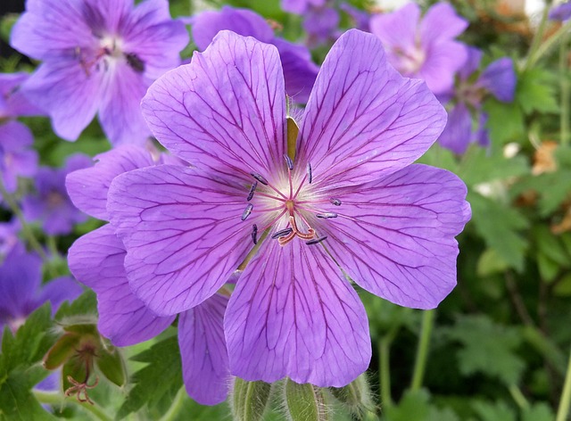 gardens-640x480-97013886.jpeg
