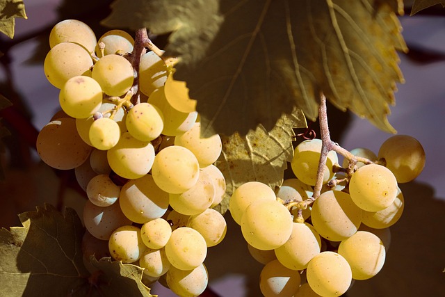 grapes