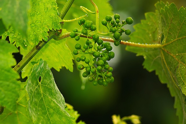 grapes