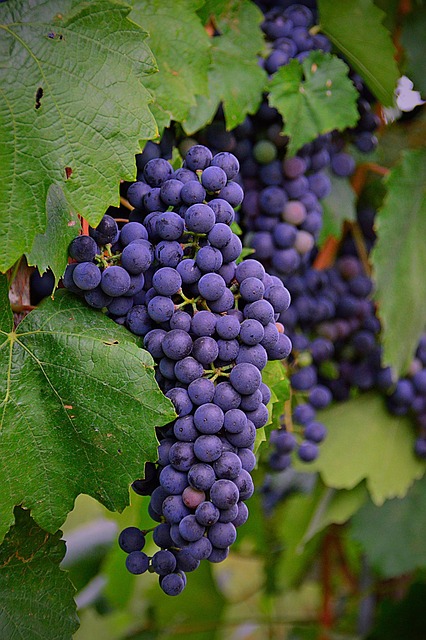 grapes