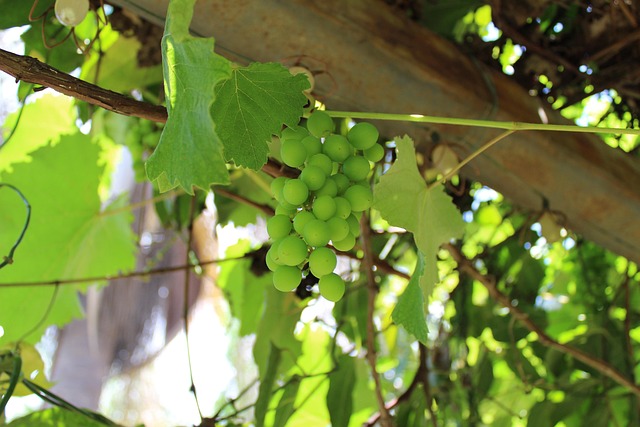 grapes-640x480-61643127.jpeg