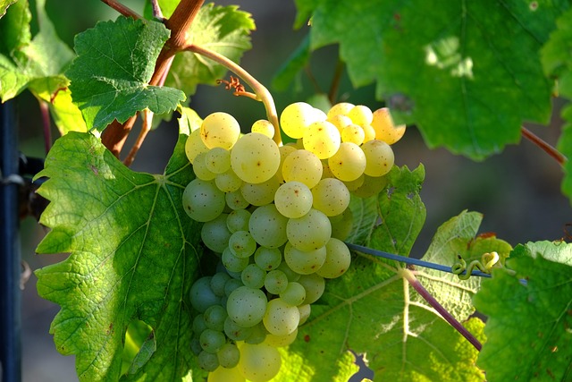 grapes