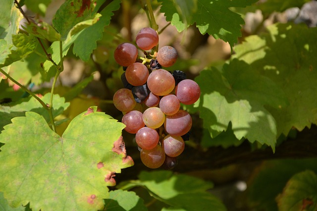 grapes