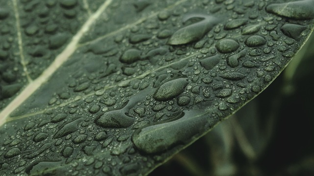 green-640x480-63933182.jpeg