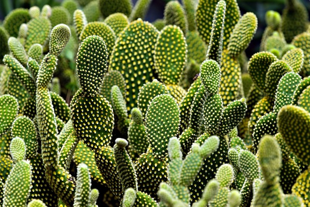 green-640x480-66383767.jpeg