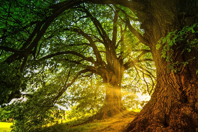 greenery-640x480-88578223.jpeg