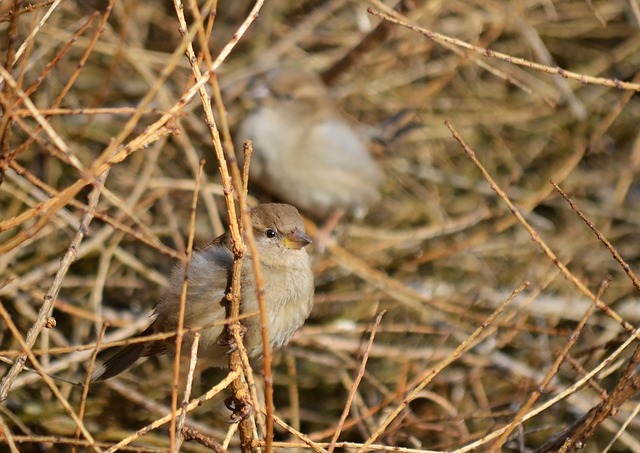 hidden-640x480-25075052.jpeg