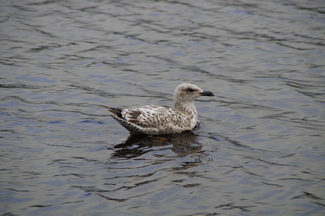 juvenile