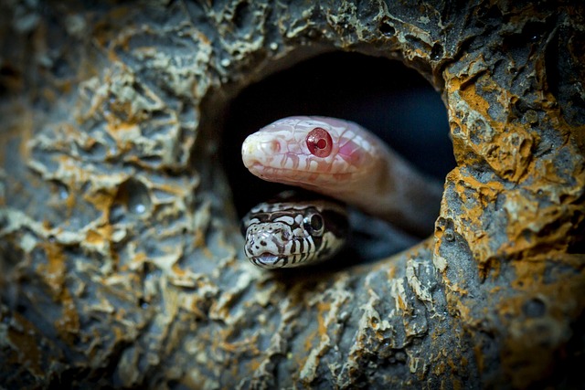 juvenile
