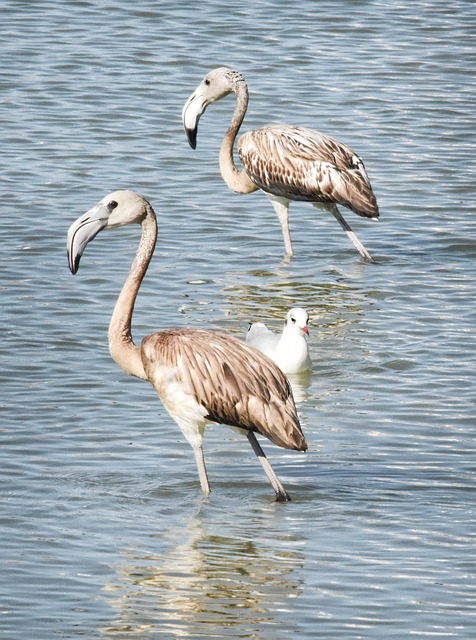 juvenile