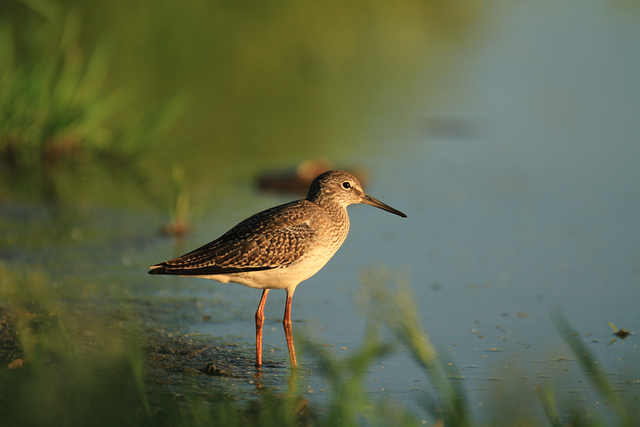 juvenile