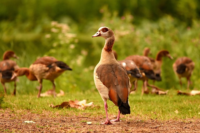 juvenile