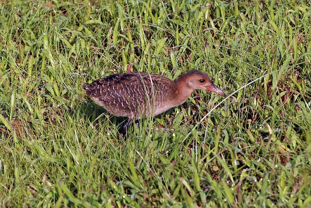 juvenile