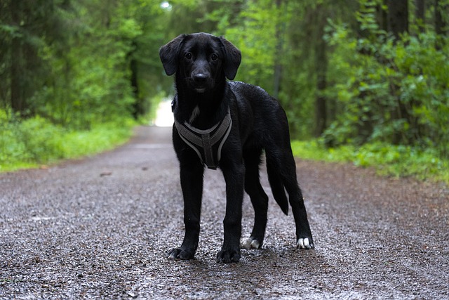 lab