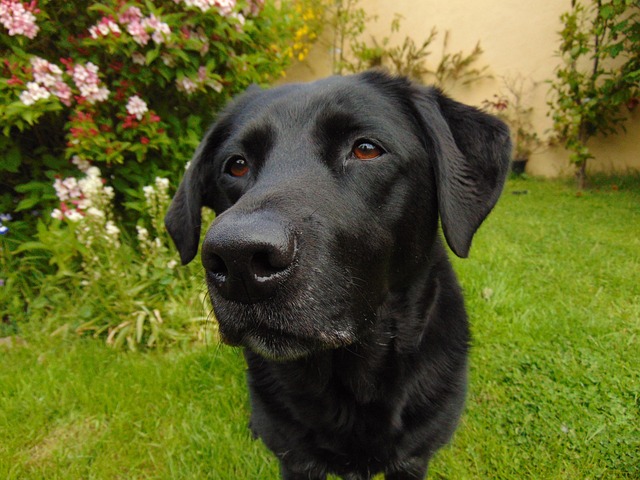 lab